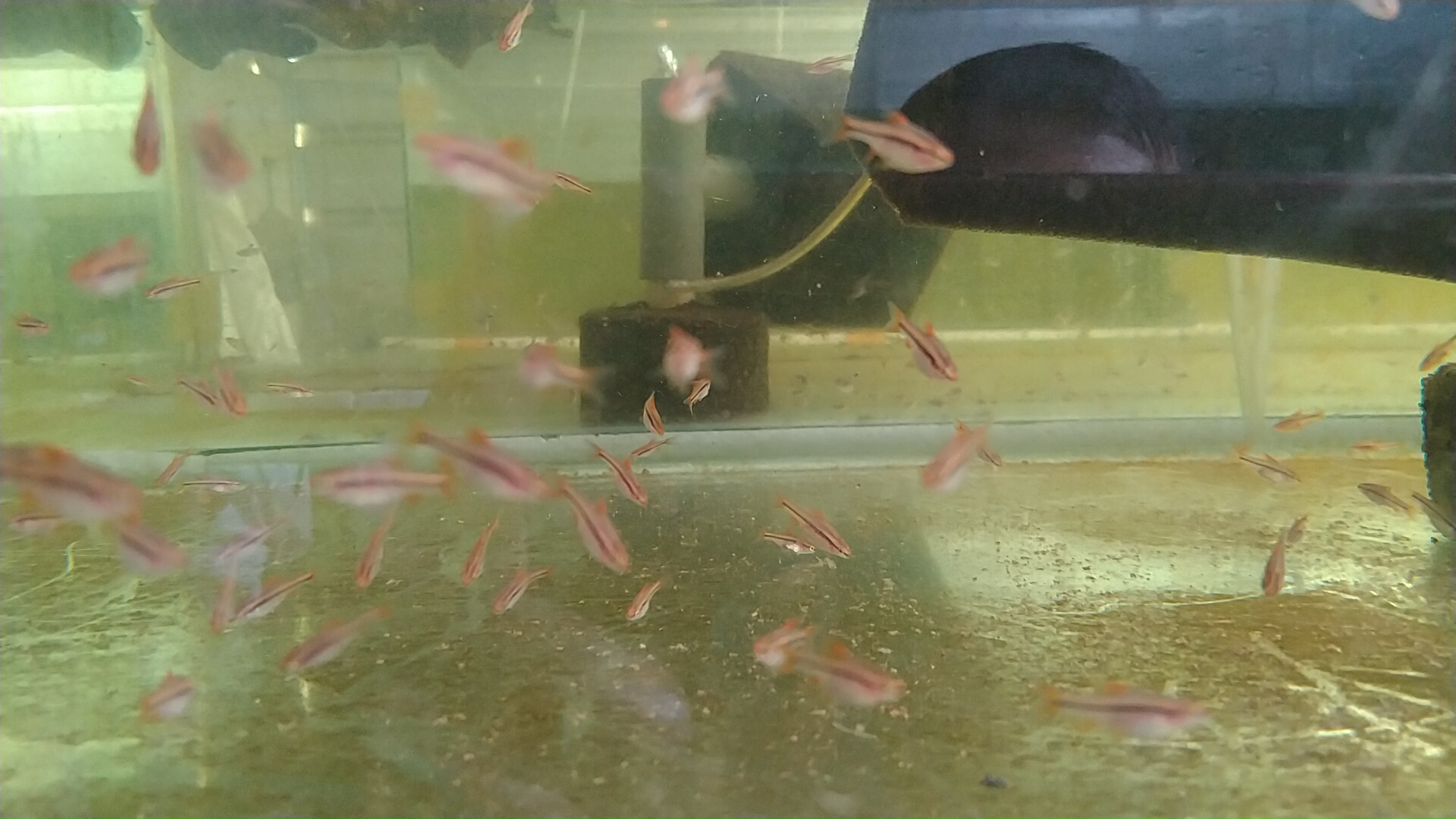 Ikan hias cherry barb