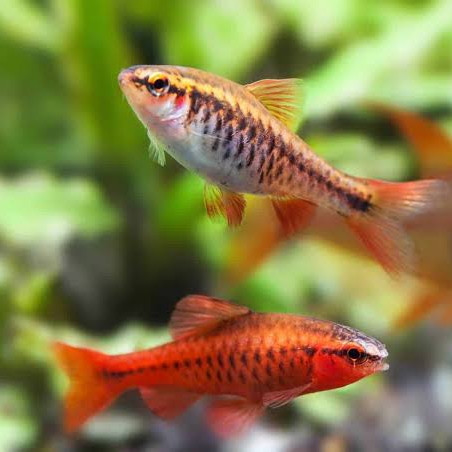 Hiasan aquarium carry barb