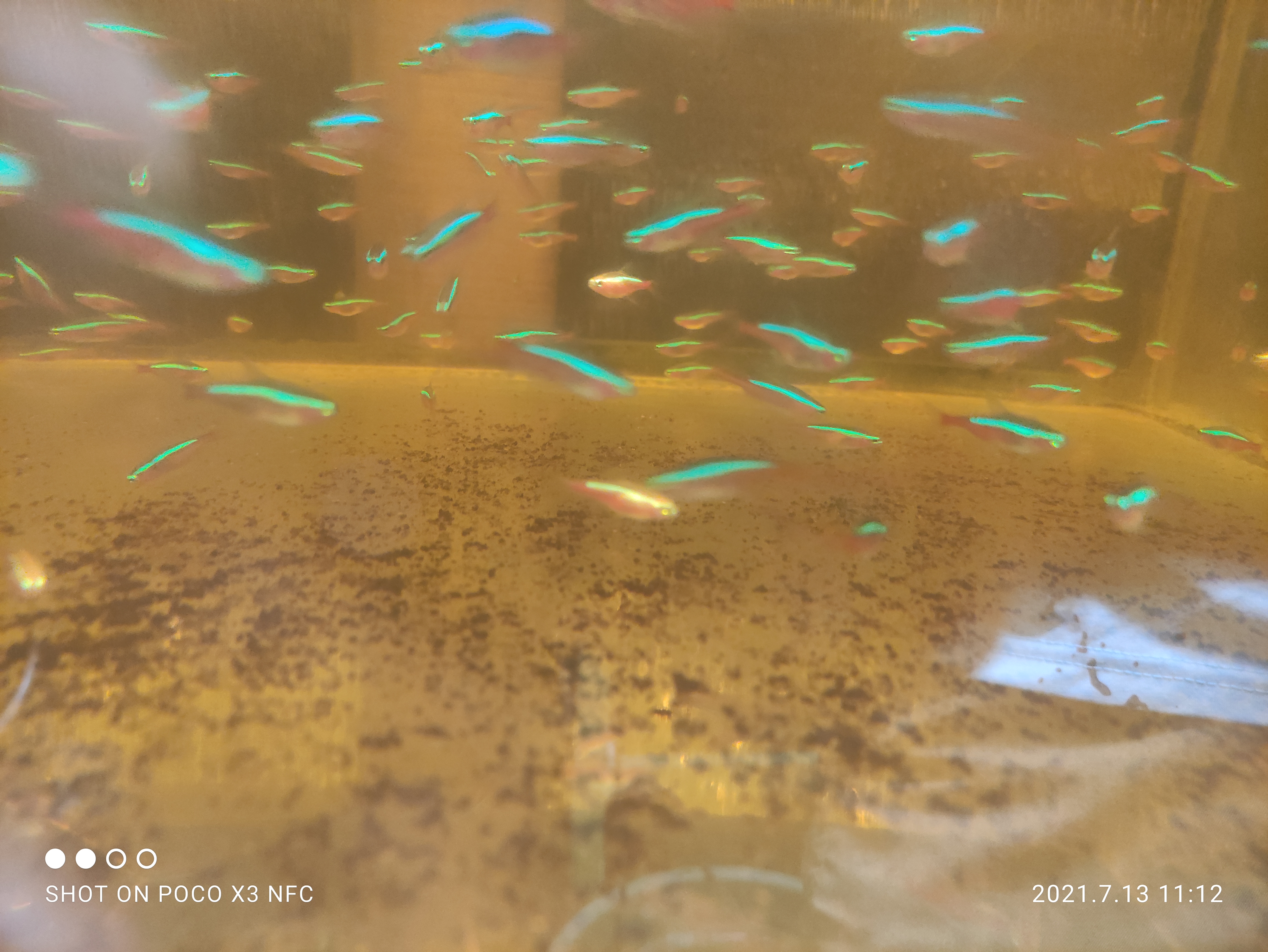 Ikan hias cardinal tetra