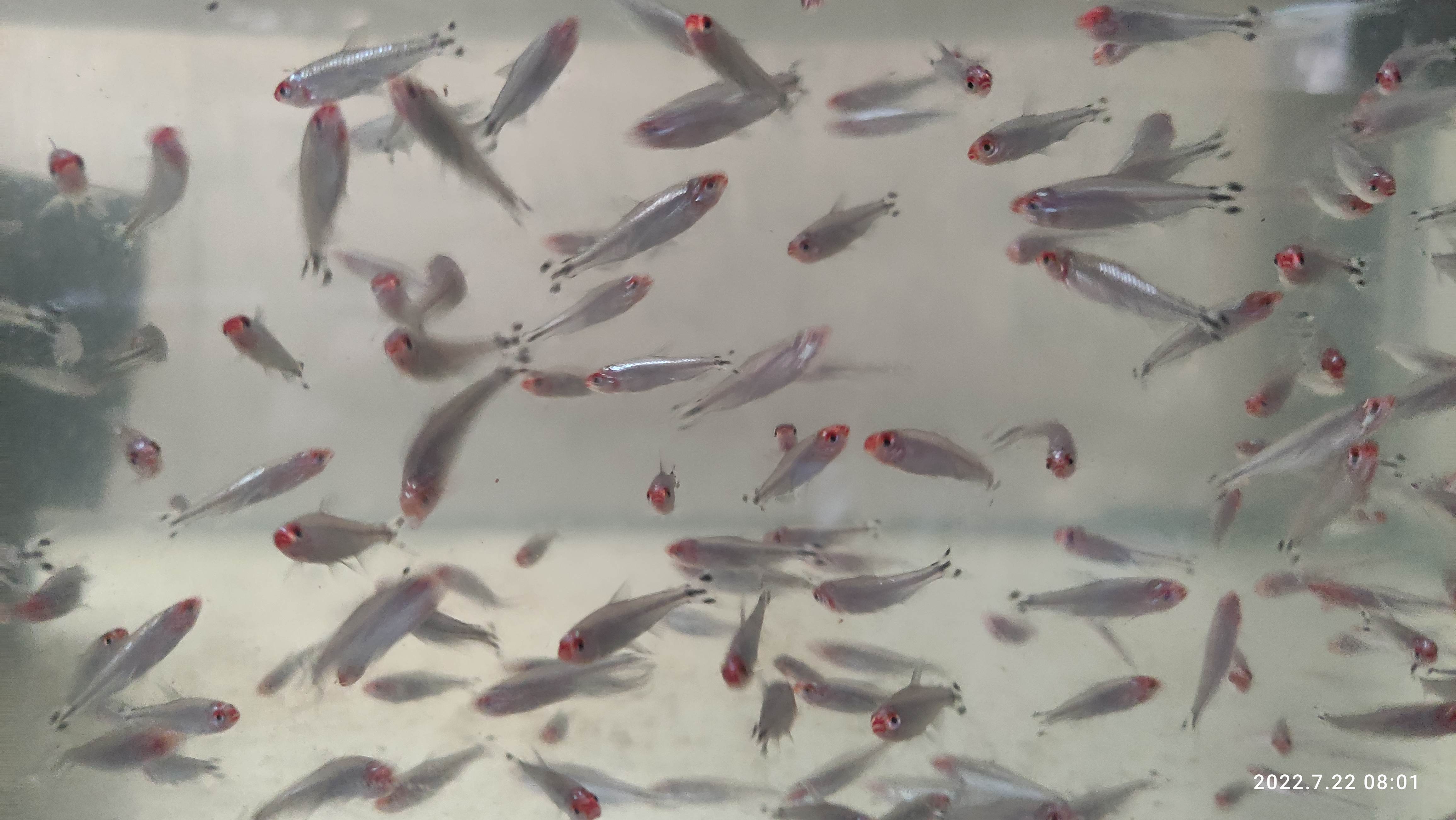Ikan hias rednose diamond / berlian