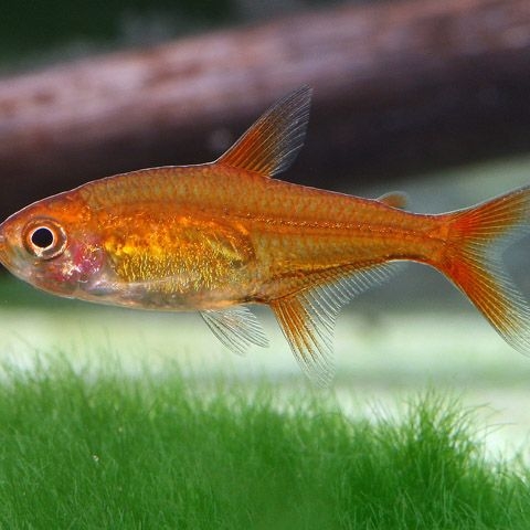 Ikan hias amandae tetra / ember tetra