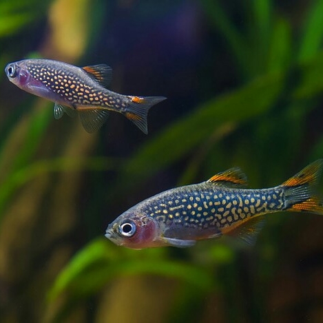 Ikan hias rasbora galaxy size 1,2 cm