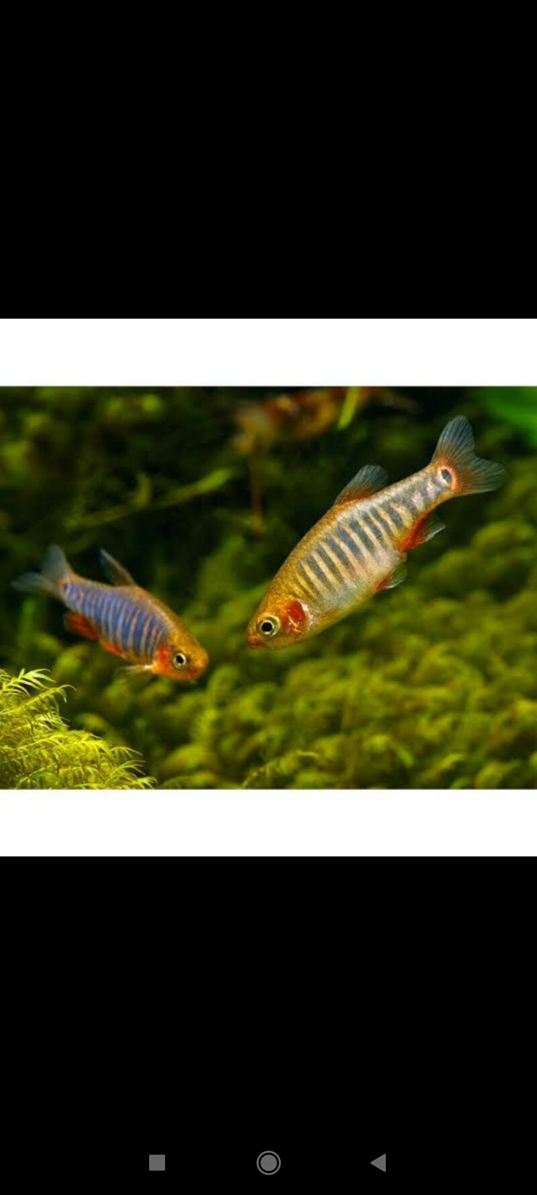 Ikan hias rasbora emerald