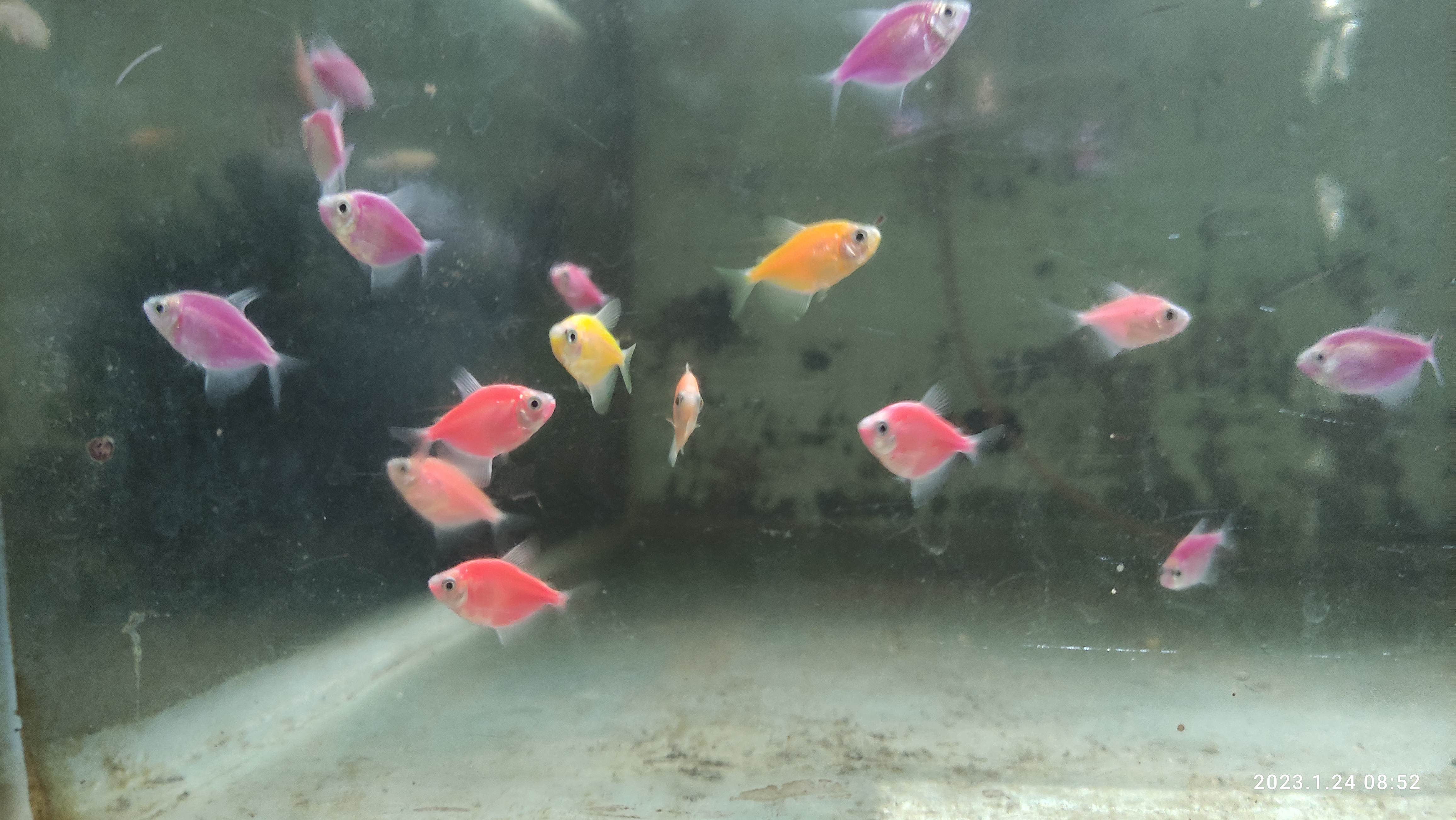 Ikan hias glofish tetra / glow fish tetra