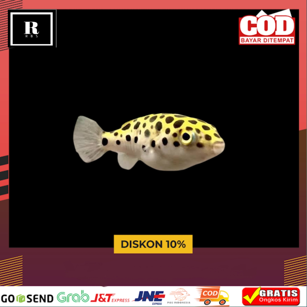 Ikan buntel air tawar gree spoted mini puffer