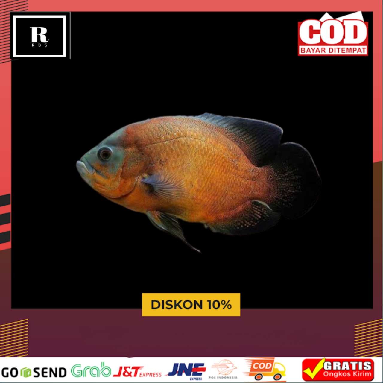 Ikan oscar paris tembaga