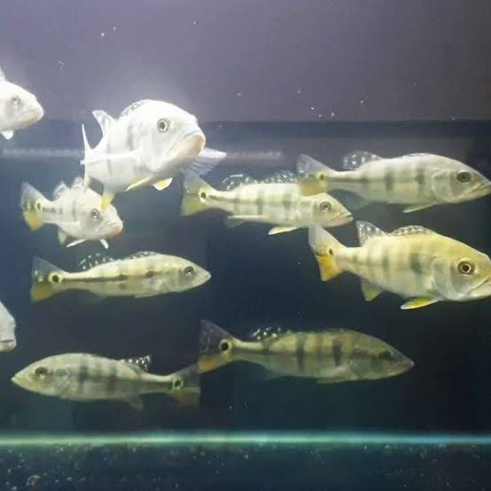 Peackok bass monoculus