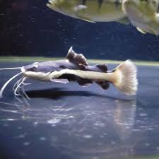 Red tail cat fish