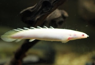 Palmas albino