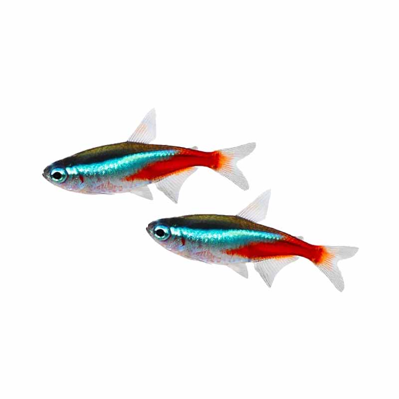 Paket neon tetra 10 ekor