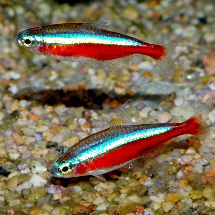 Paket ikan kardinal 10 ekor