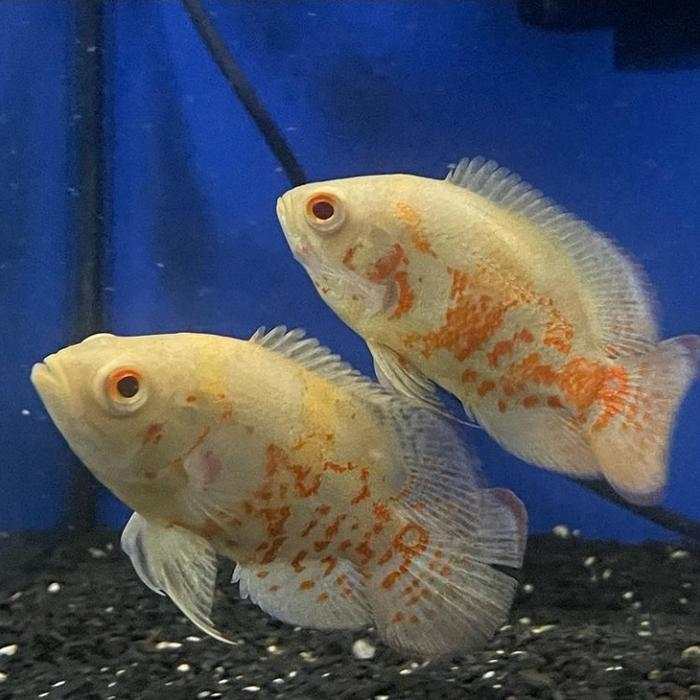 Oscar batik albino
