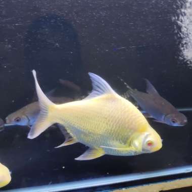Kaviat albino