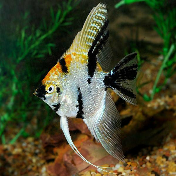Manfish three colour