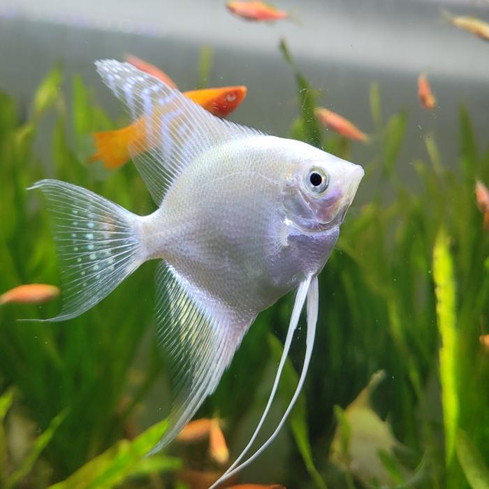 Manfish platinum