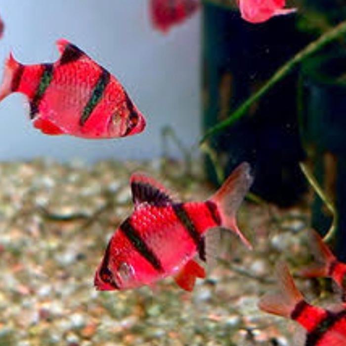 Paket sumatra merah 5 ekor