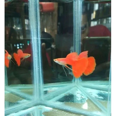 Ikan Guppy afr