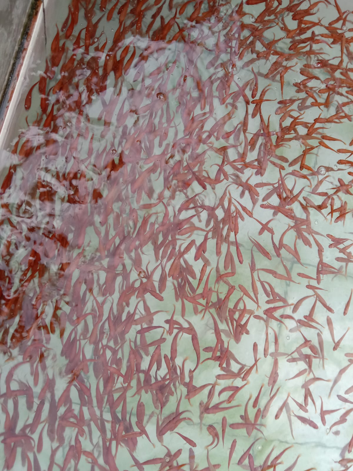 Ikan Toman 9_10 cm