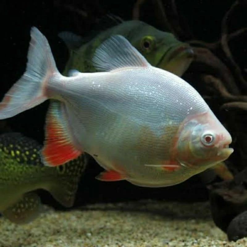 Ikan pacu albino