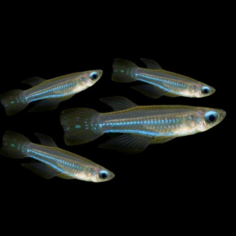 Ikan blu aye