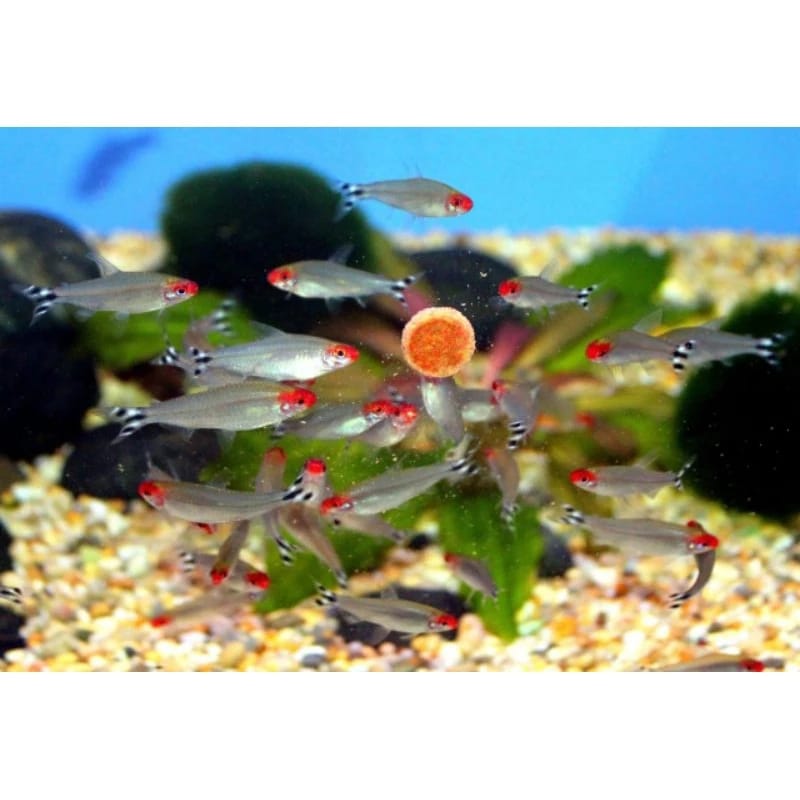 Ikan hias rednous