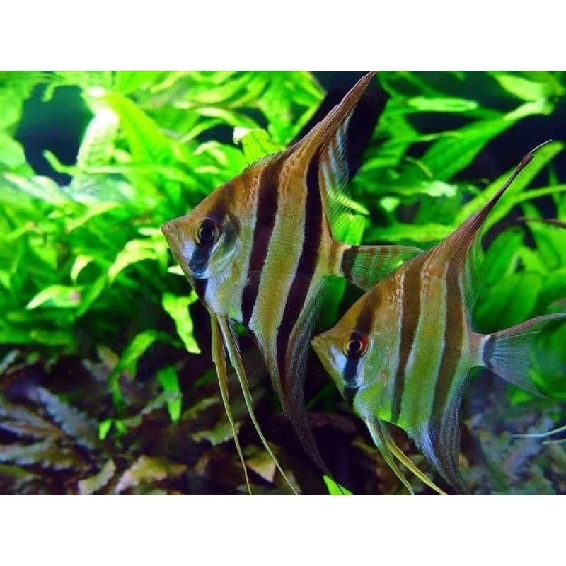 Ikan mempis altum