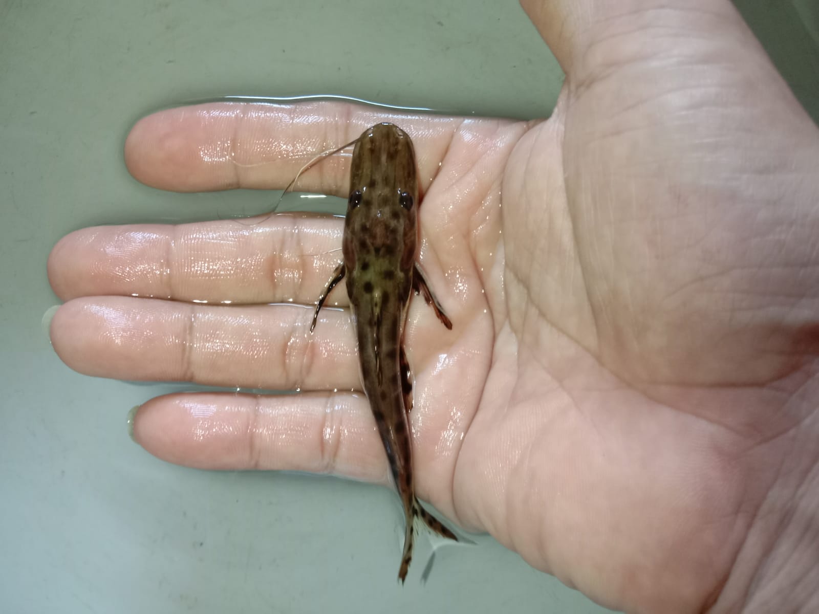 Ikan tsn 7_8cm