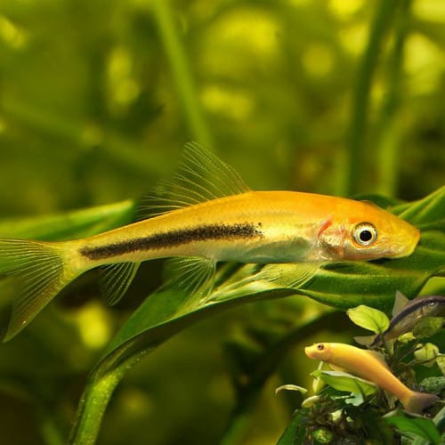 Ikan cae algaeter
