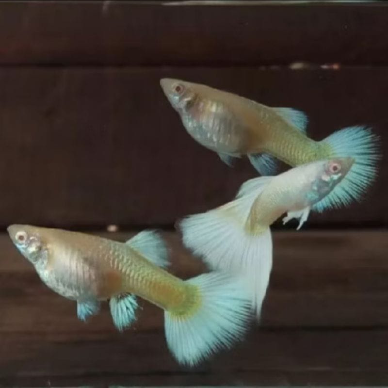 Ikan Guppy platinum