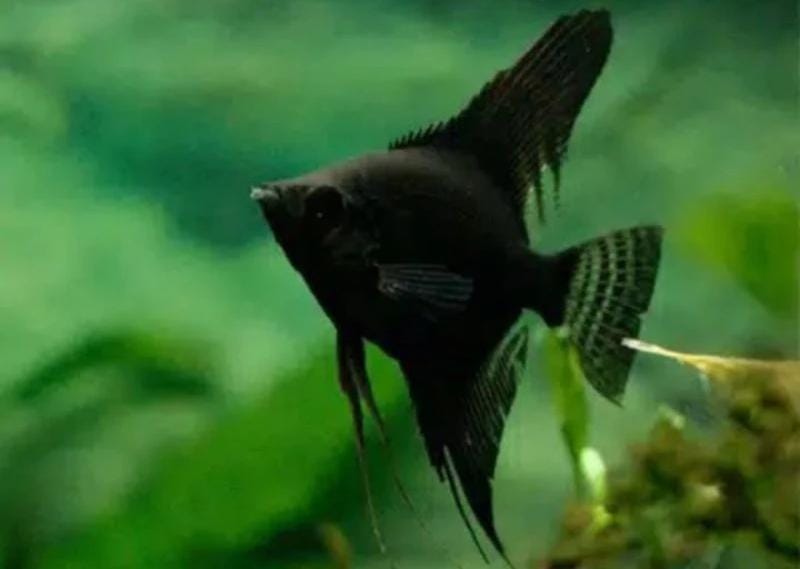Ikan mempis black