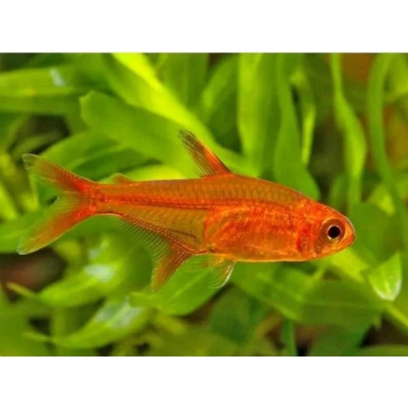 Ikan hias amandae