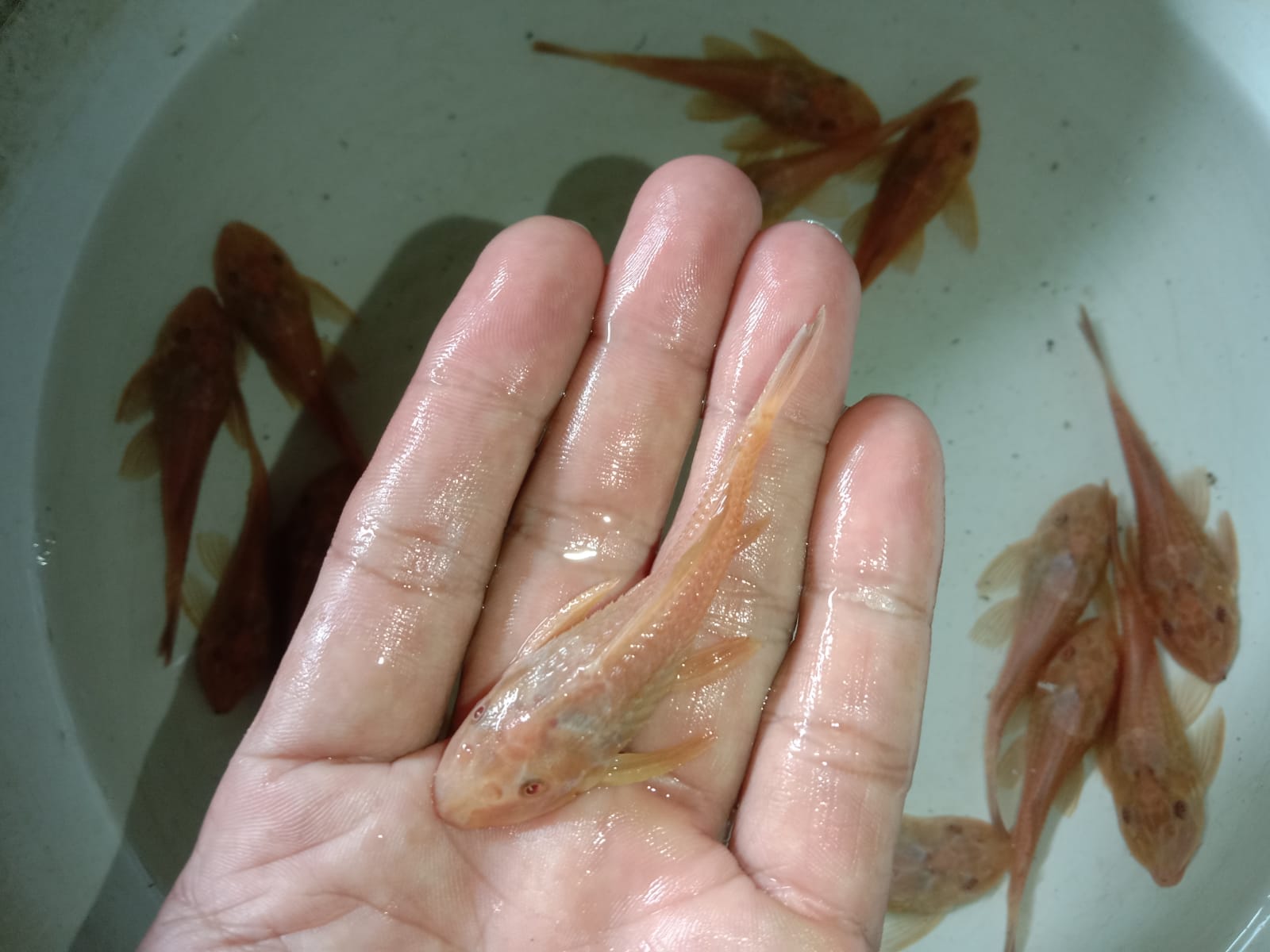 Ikan hias sapu sapu albino 6_7cm