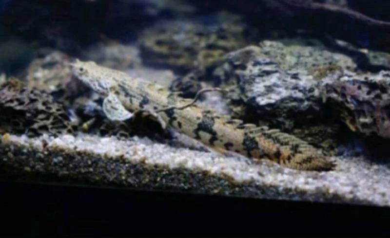 Ikan hias palmas ceri