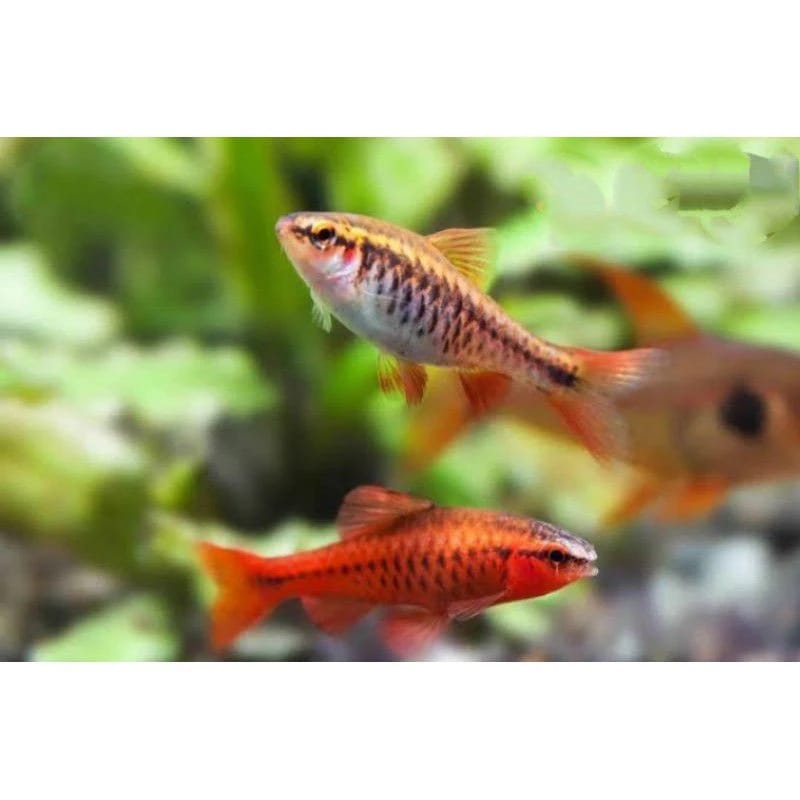 Ikan hias ceribab