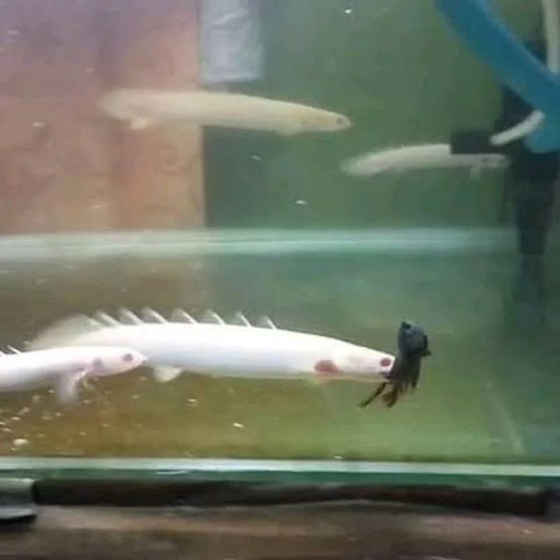 Ikan palmas albino 6-7cm