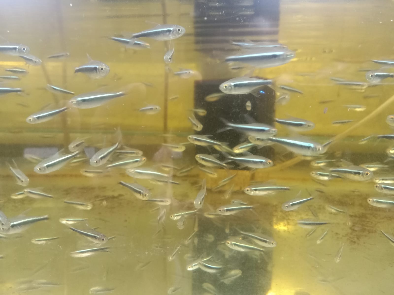 Ikan black neon