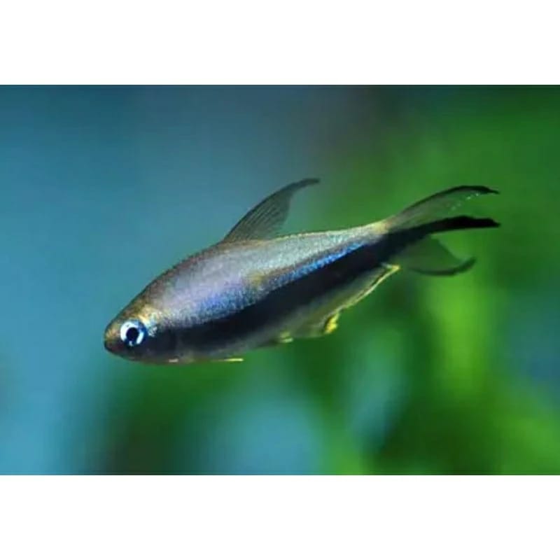 Ikan black palmeri