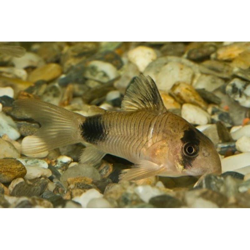 Ikan hias kolidoras panda
