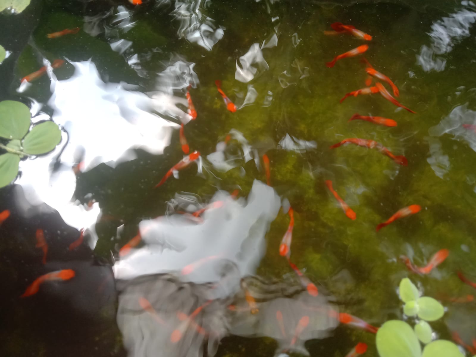 Ikan hias Guppy koi