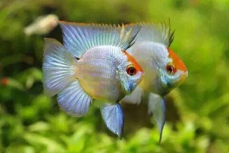 Ikan hias blue elektrik