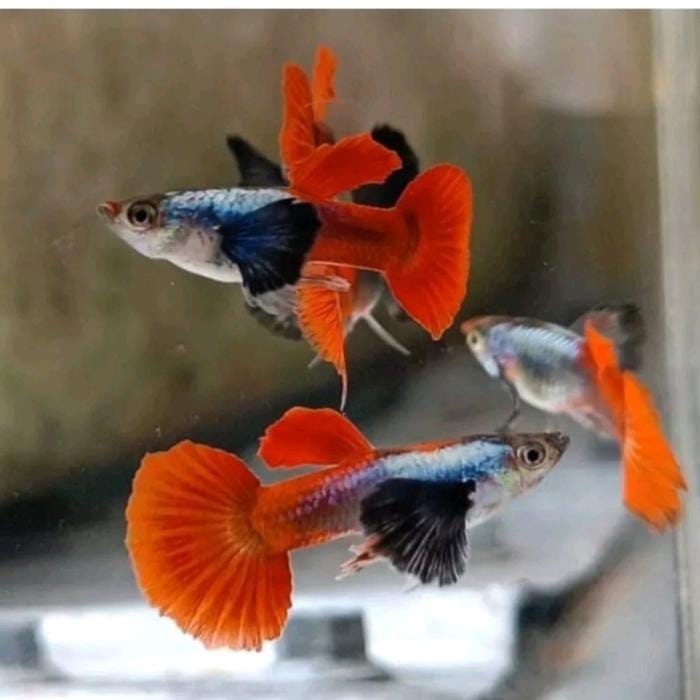 Ikan hias Guppy prtd