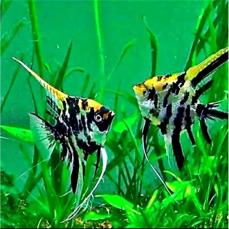 Ikan mempis tre Kaler