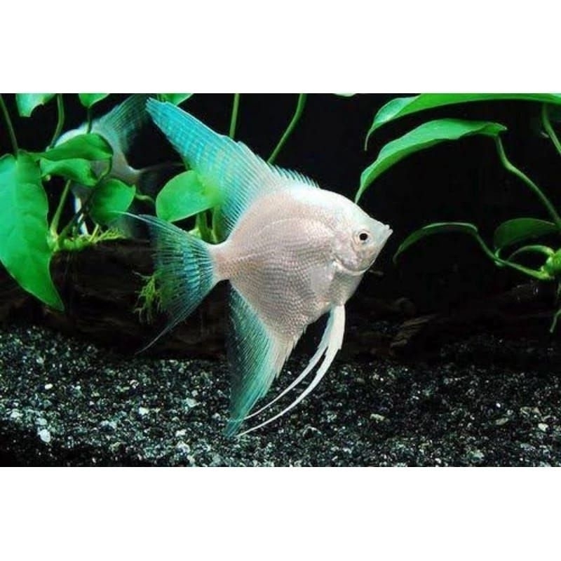 Ikan mempis platinum
