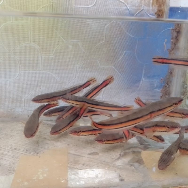 Ikan Toman 10_12cm