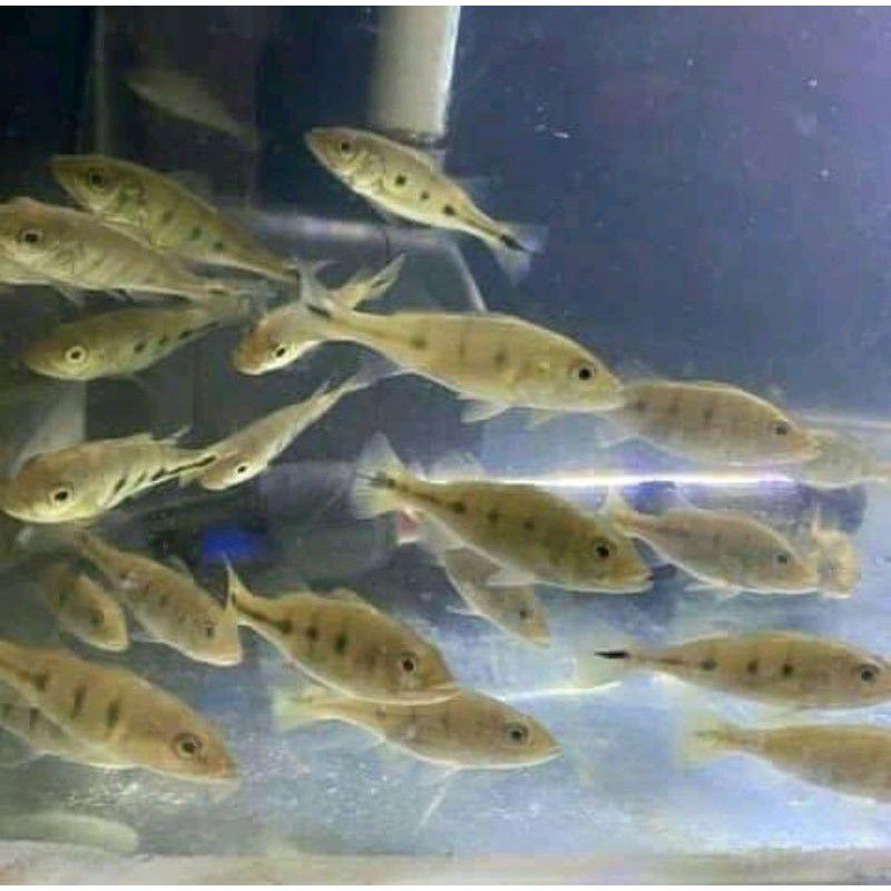Ikan hias pibas mono