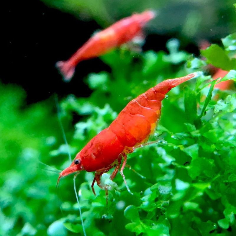 Udang red cerri