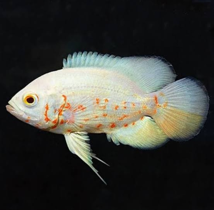 Oscar tiger batik albino