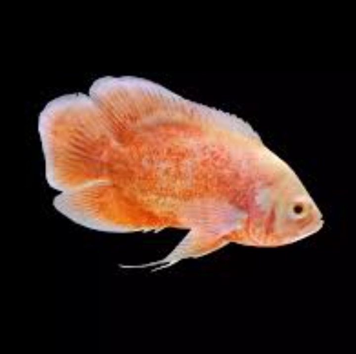 Oscar paris albino