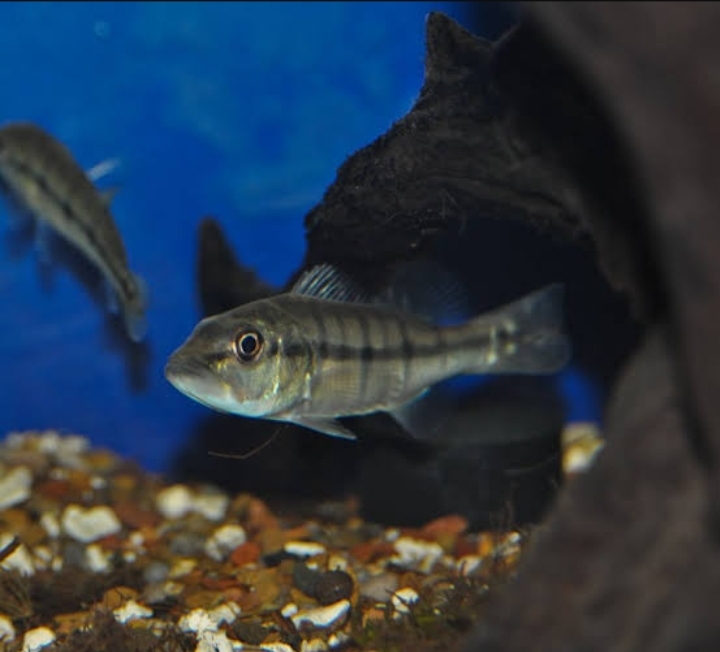 Peacock bass xingu