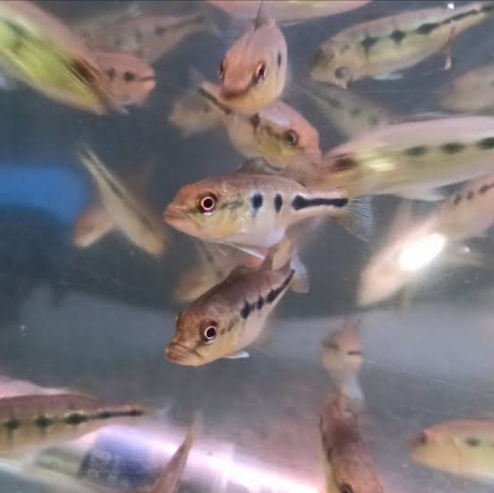 Peacock bass orinoco